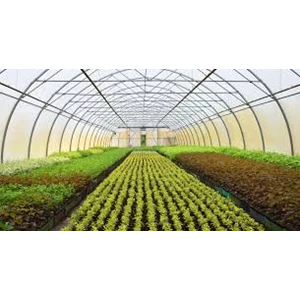 Manfaat Penggunaan Greenhouse untuk Pertanian Sayur Organik